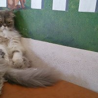 Хмурый кот :: Наталья Нарсеева