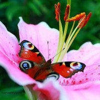 Бабочка-красавица :: Евгения Мартынова