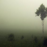 Туман :: Артем Аверин