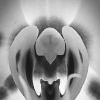 Медитация в цветке орхидеи :: Evgeniy Kalinin 