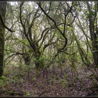 La Gomera/ :: Jossif Braschinsky