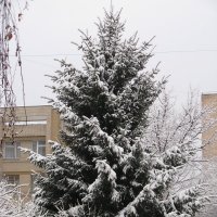 Первый снег :: Александра Кривко