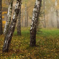 Осенний лес :: Олег Самотохин