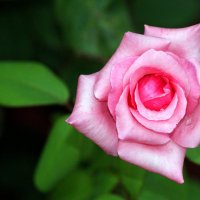 розовая роза :: Na2a6a N