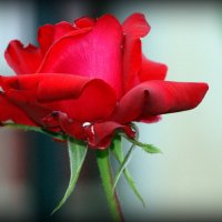 роза красная :: Na2a6a N