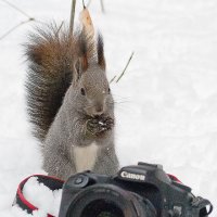 Зимой на фотоохоту ходить не буду. Лапы мерзнут!:) :: Сергей Черных