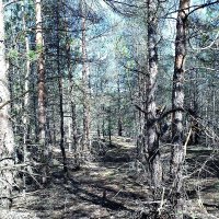 лес :: Анна Всеславская