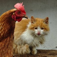 котики :: Николай Картаев