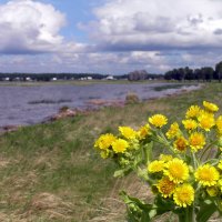 Скромная красота :: Николай Борисович 