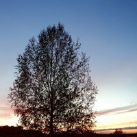 Дерево на фоне заката :: Лариника Кузьменко