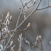 Ноябрь и снег :: Виктор Алеветдинов