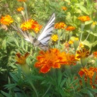 бабочка порхает над цветами :: Дарья Неживая