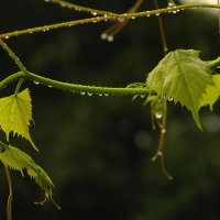 Виноград в каплях дождя :: Ксения Соварцева