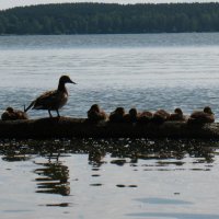 Отщепенец :: Дмитрий Тилинин