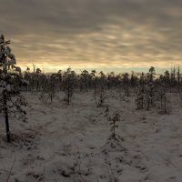 Завечерело на болоте :: Сергей 