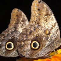 бабочки :: Наталья Трапезникова