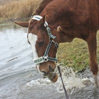 ВОдопой :: Надя Разумовская