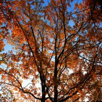 Осеннее дерево :: Алексей Свириденко