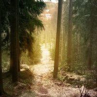 Волшебный лес :: Nadin 