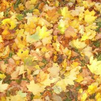Золотой ковёр из листьев :: Владимир 