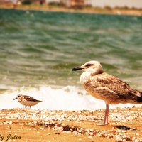 Птицы прогуливались по берегу Каспия :) :: Мария Альбинина