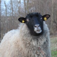 Овца с Пандоры :: WildOrchid 