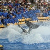 Tenerife. Loro Parque. :: Jossif Braschinsky