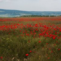 Маковое поле :: Олег Самотохин