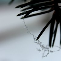 Spider web in the snow flakes :: Krista Kuznetsova