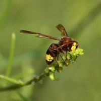 16.11.13 Нахаль Бокек, Восточный шершень (Vespa orientalis) на веточке охраденуса ягодного :: Борис Ржевский