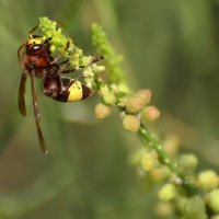 16.11.13 Нахаль Бокек, Восточный шершень (Vespa orientalis) на веточке охраденуса ягодного :: Борис Ржевский