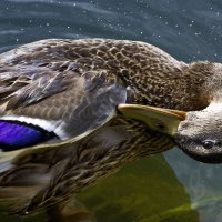 мама утка :: Светлана Светлакова