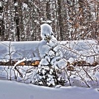 Снегопад (HDR) :: Андрей Мичурин