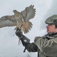 Сокольничий. :: Валерий Антипов