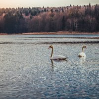 Благородные лебеди :: Владимир Хижко