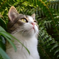 О маленьком котике, который живет в тропиках :: shura777_84 