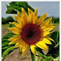 ...перуанский цветок солнца... :: Виктор Витренко 