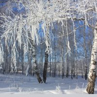 Под хрустальной веткой. :: Наталья Юрова