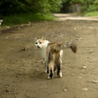 Свидание.Быть или не быть? :: Виолетта 