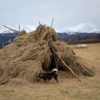 Пора определяться с зимовъем :: Юрий Приходько