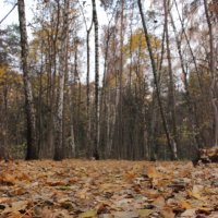 Осень в лесу :: Андрей Сорокин