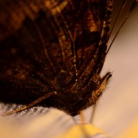 зимняя бабочка :: Владислав Кравцов