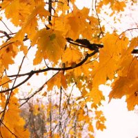 Золота осінь :: Galina 