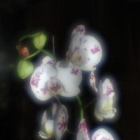 Орхидеи :: Константин Беляев