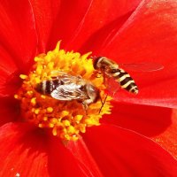 Пчелки :: Lera Morozova