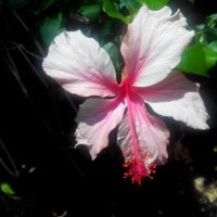 Цветы на Бали. :: Аглая 