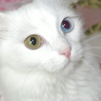 разноцветноглазая кошка :: Натали 