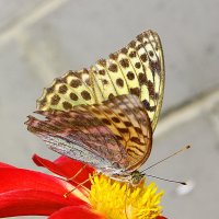Бабочка :: Сергей Рыжков
