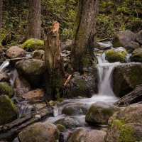 лесной ручеёк :: Евгения Стасеня