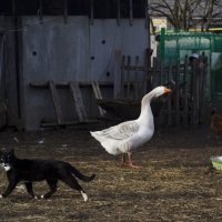 Двор :: Павел Гусев